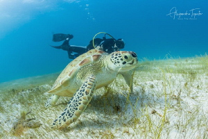 Turtle with Diver, Cancun México by Alejandro Topete 